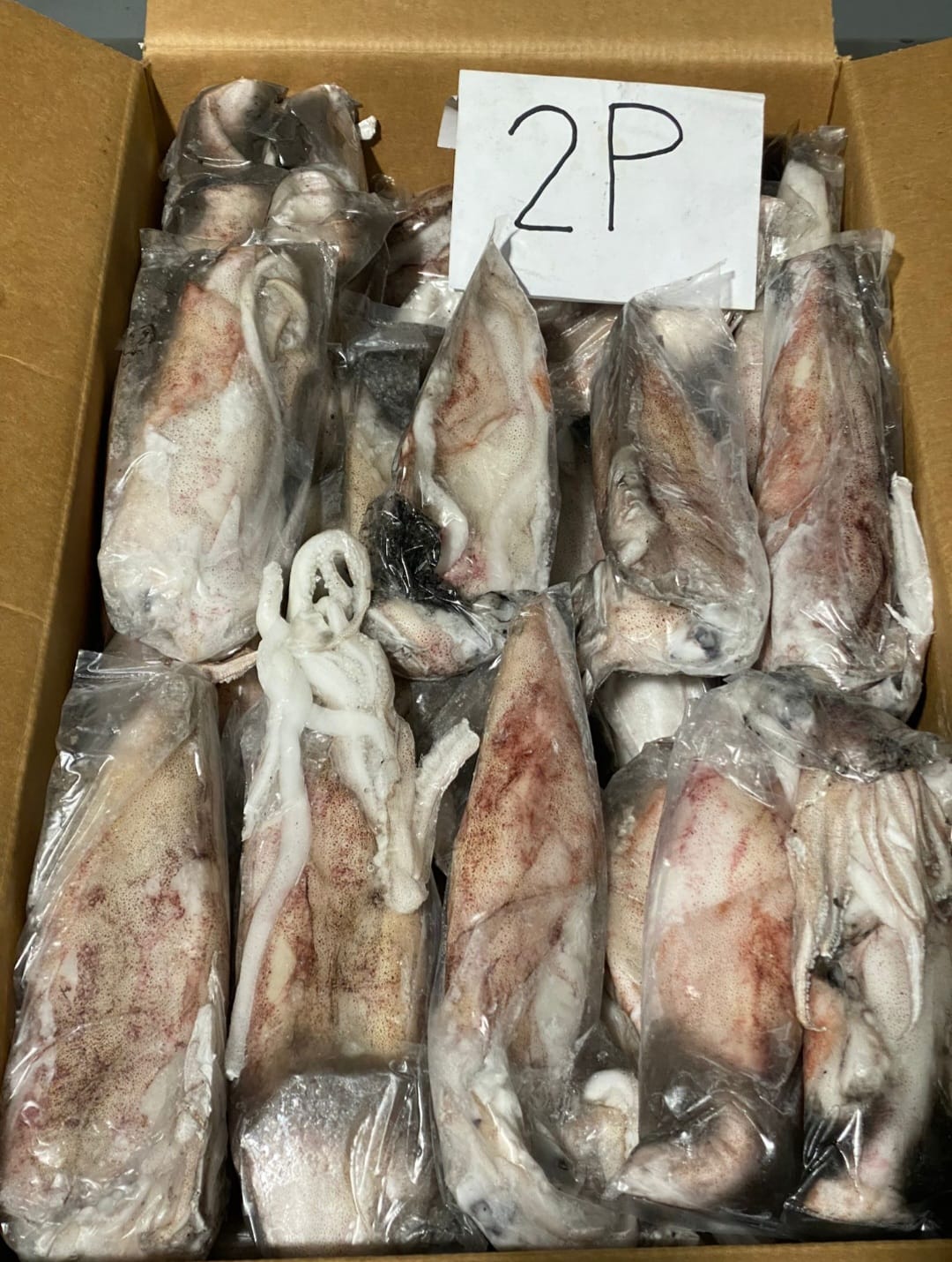 Calamar conditionné — préparation export Sigma Seafood