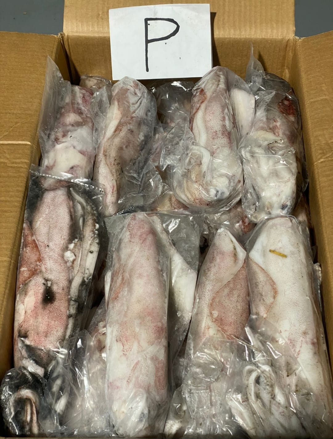 Calamar conditionné — préparation export Sigma Seafood
