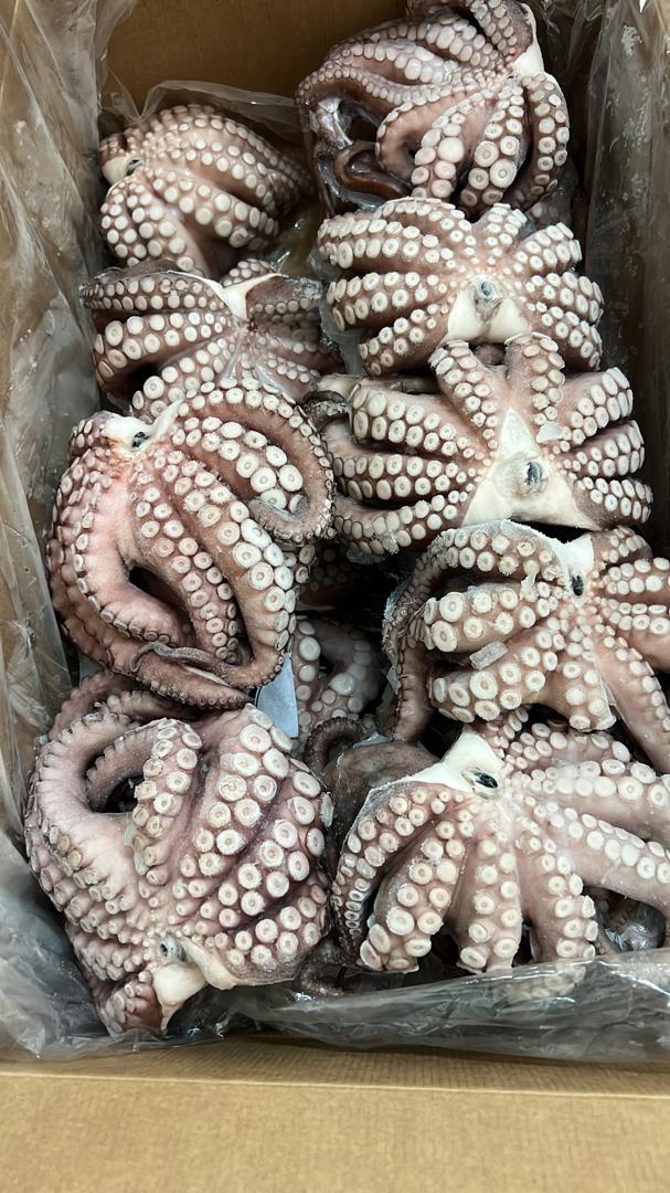Carton de poulpes congelés — préparation export